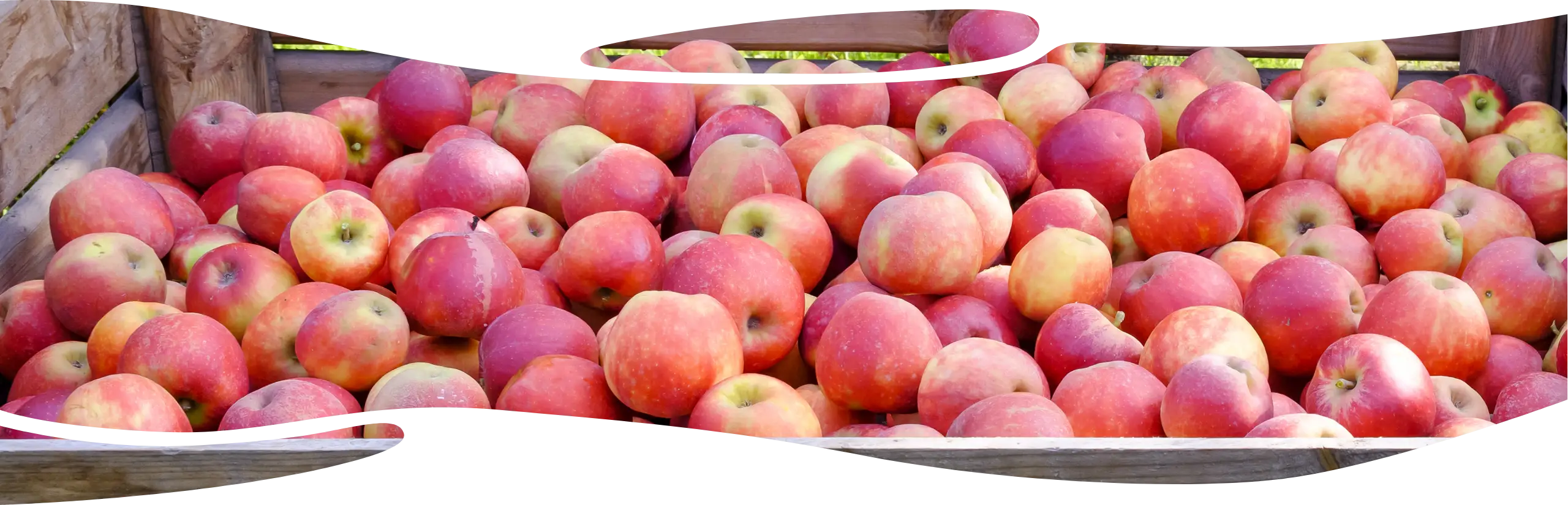 pommes Pays de la loire - Manger Bio